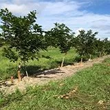 thumbnail for publication: Irrigation Scheduling for Young Pongamia (Millettia pinnata (L.) Panigrahi) Trees